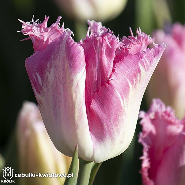 Tulipan strzępiasty Edinburgh 5 szt.