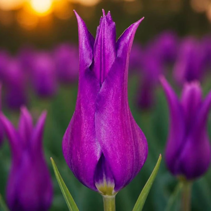 64689_61386