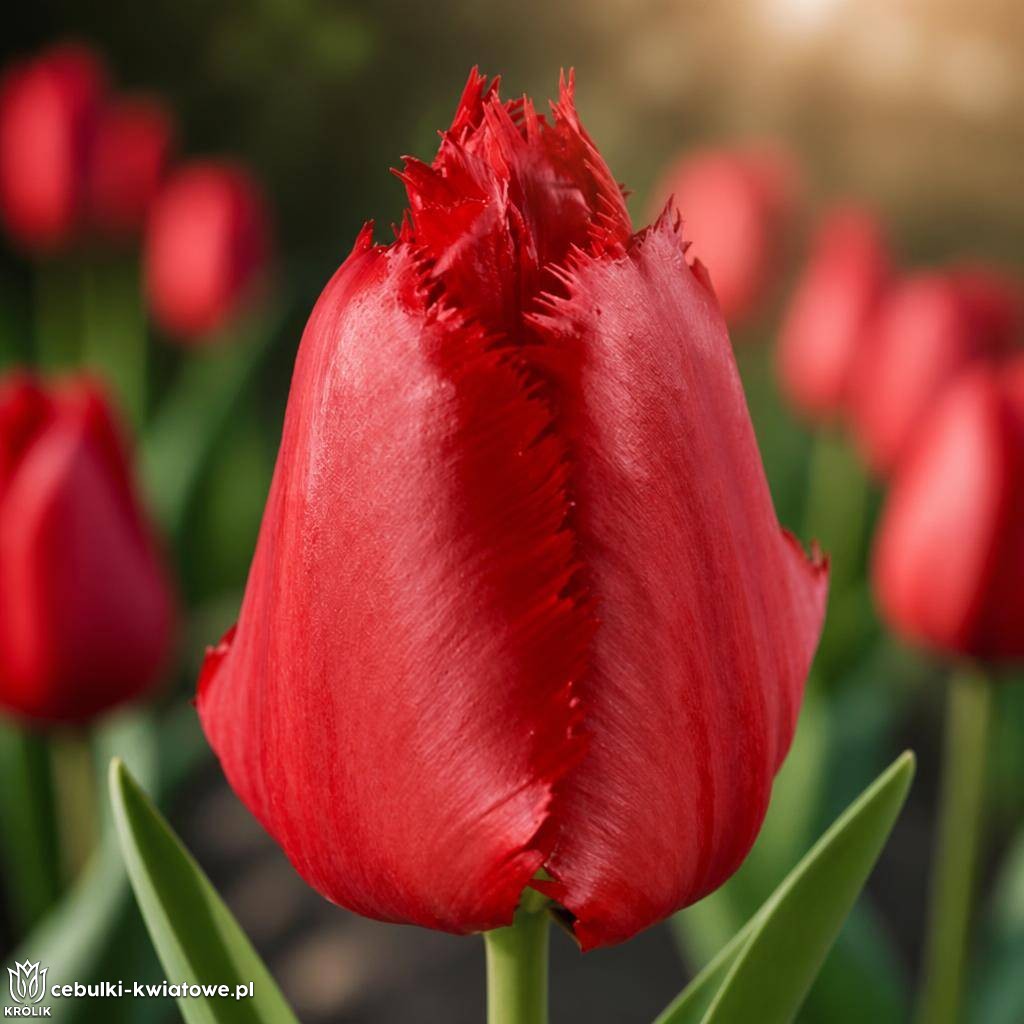 Tulipan strzępiasty Crystal Beauty 5 szt.