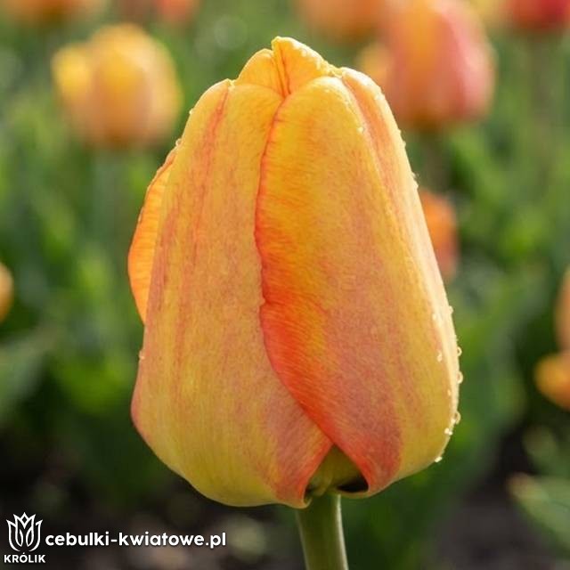 Tulipan Darwina Blushing Apeldoorn 5 szt.