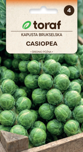 NEW-LOGO-Kapusta-brukselska-CASIOPEA.png