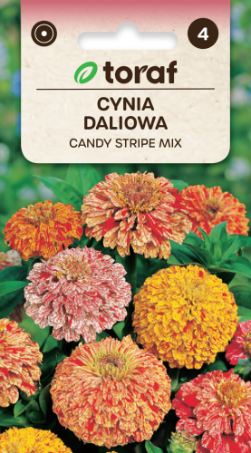 NEW-LOGO-Cynia-daliowa-CANDY-STRIPE.png