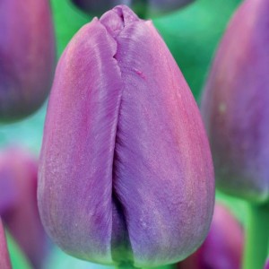 Tulipan Darwina Purple Pride 5 szt.