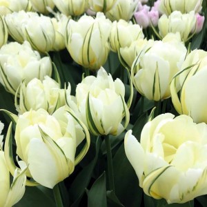 Tulipan pełny biały 50 szt.