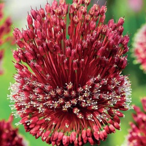 Allium Czosnek Red Mohican 1 szt.