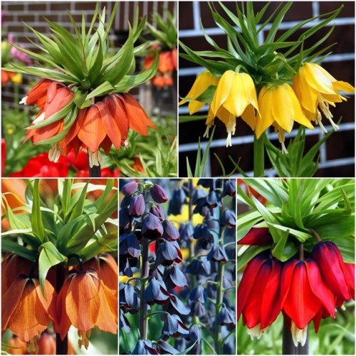 Zestaw Fritillaria korona Szachownica cebulki 