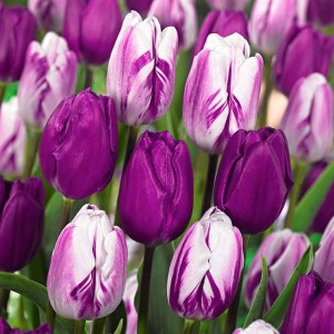 Tulipan kolory fioletu mix 50 szt.