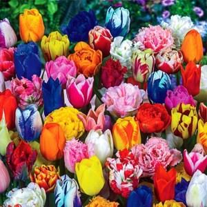 Tulipany mix gatunków i odmian z kolekcji 50 szt.