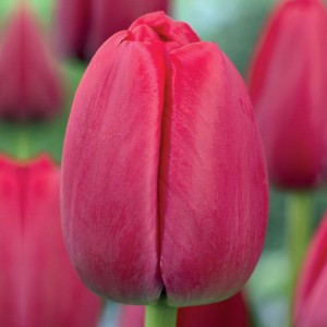 Tulipan Darwina Red Pride 5 szt.