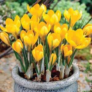 Krokus wiosenny polski żółty XXL (8/9) 10 szt.