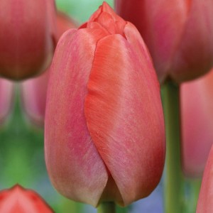 Tulipan Darwina Orange Pride 5 szt.
