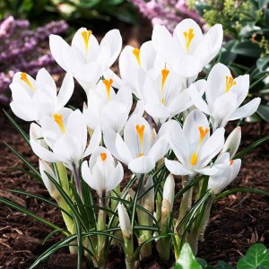 Krokus wiosenny biały XXL 10 szt. 8/9