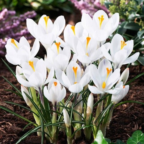 Krokus wiosenny biały XXL 10 szt. 8/9
