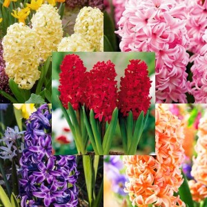 Zestaw Hyacinth Hiacynt 15 szt.