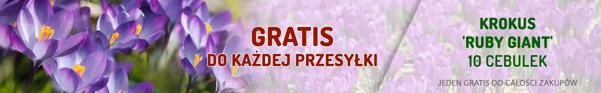 Gratisowe cebulki