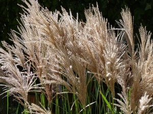 MISKANT-SINESIS-MALEPARTHUS