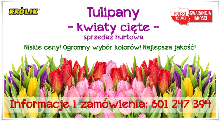 Tulipany cięte
