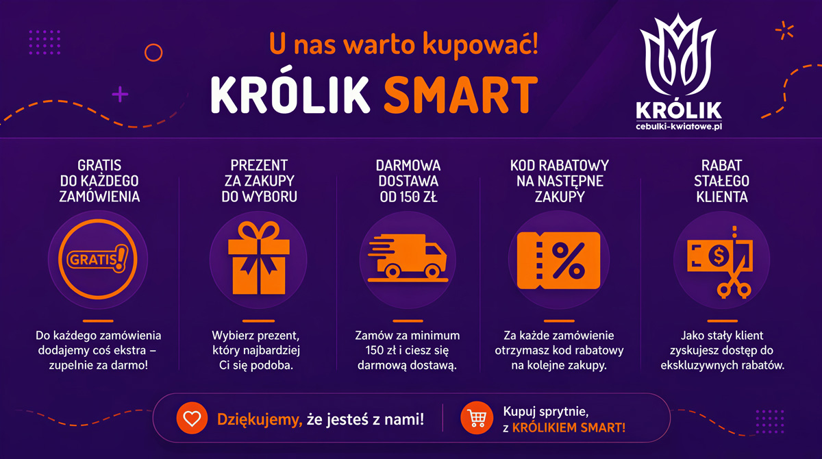 Królik smart korzyści