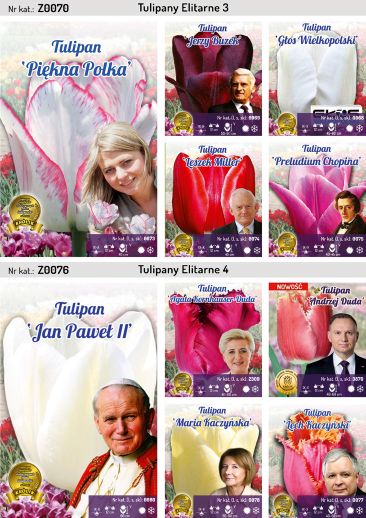 Tulipany Elitarnr